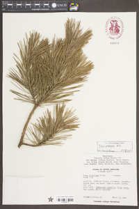 Pinus echinata image