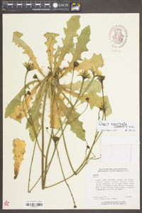 Crepis runcinata image