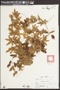 Lygodium palmatum image