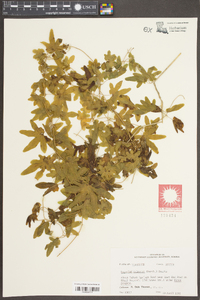 Lygodium palmatum image