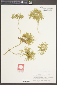 Diphasiastrum tristachyum image