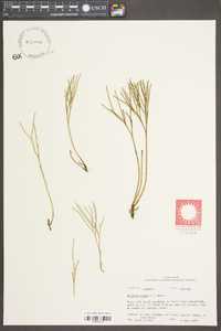 Psilotum nudum image