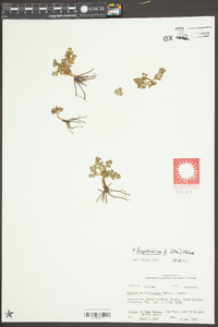 Botrychium lunarioides image