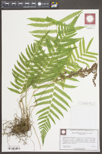 Thelypteris kunthii image