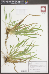 Carex abscondita image