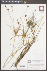 Cyperus plukenetii image