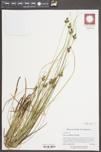 Carex caroliniana image