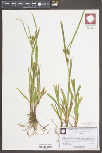 Carex aureolensis image