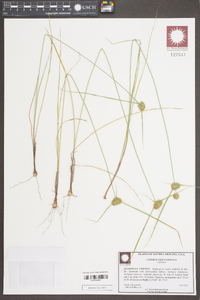 Cyperus filiculmis image