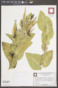 Asclepias humistrata image