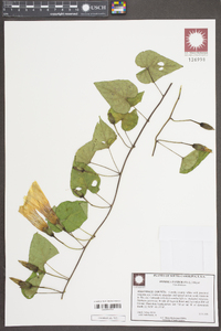 Ipomoea pandurata image