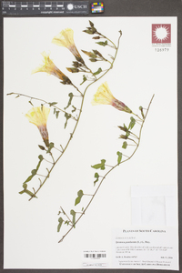Ipomoea pandurata image