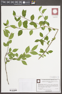 Ditrysinia fruticosa image