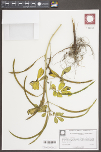 Senna obtusifolia image