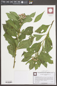 Pluchea camphorata image