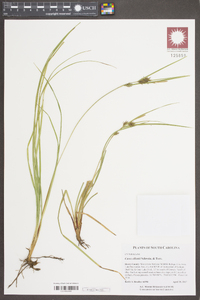 Carex elliottii image
