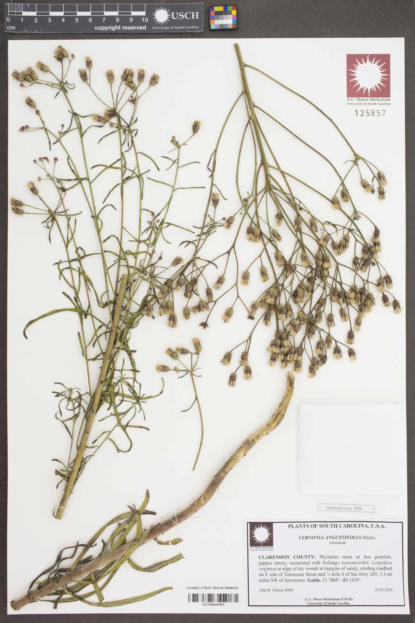 Vernonia angustifolia image