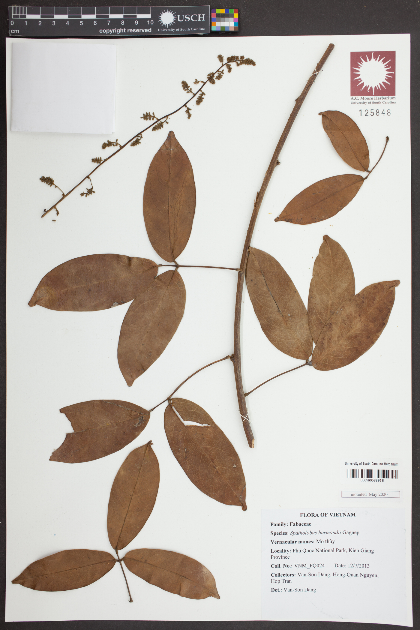 Spatholobus harmandii image