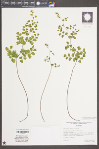 Adiantum capillus-veneris image