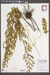 Cheilanthes viridis image