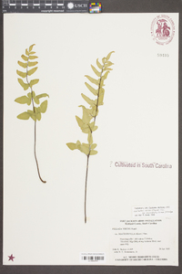 Cheilanthes viridis image