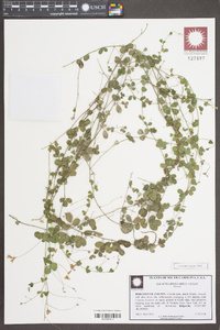 Galactia regularis image