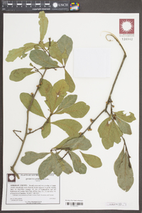 Quercus laurifolia image
