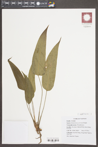 Homalomena griffithii image
