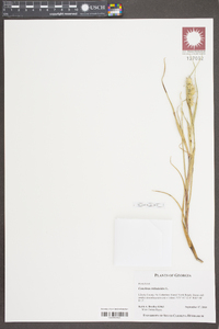 Cenchrus tribuloides image