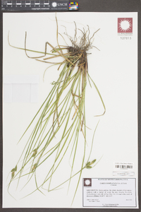 Carex complanata image