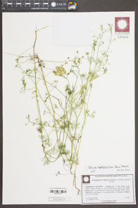 Ptilimnium capillaceum image