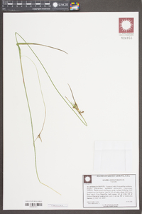 Scleria oligantha image