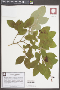 Vaccinium formosum image