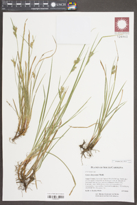 Carex dasycarpa image