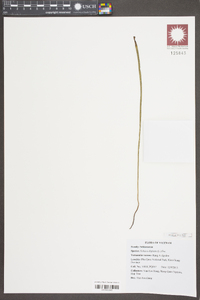 Actinostachys digitata image