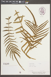 Pteris vittata image