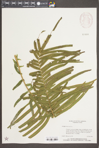 Pteris vittata image