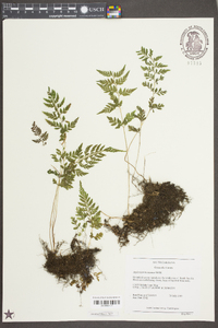 Asplenium montanum image