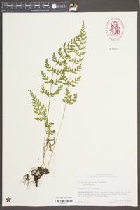 Asplenium montanum image