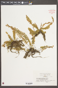 Asplenium resiliens image