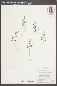 Asplenium ruta-muraria image