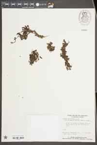 Azolla caroliniana image