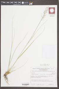 Sporobolus heterolepis image