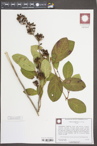 Lyonia mariana image
