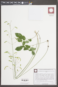 Hylodesmum glutinosum image