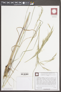 Andropogon cretaceus image