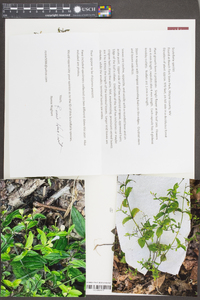 Scutellaria nervosa image