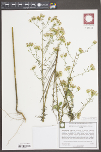 Brickellia eupatorioides image