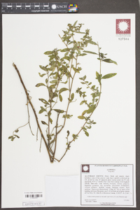 Ludwigia sphaerocarpa image