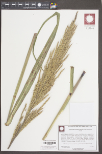 Saccharum giganteum image